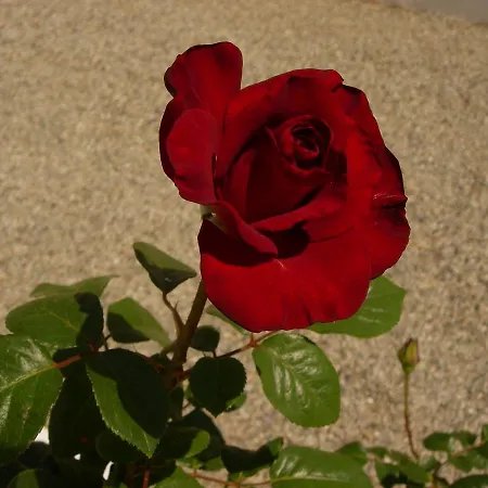 Maria * Pefki (Rhodes)