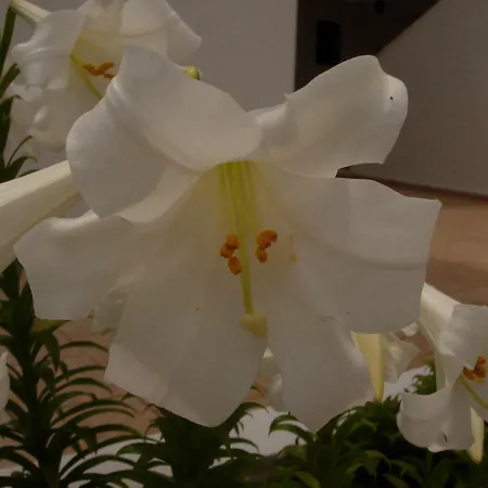 Apartmán Maria