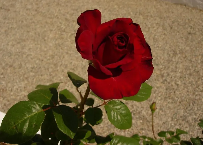 Maria * Πεύκος