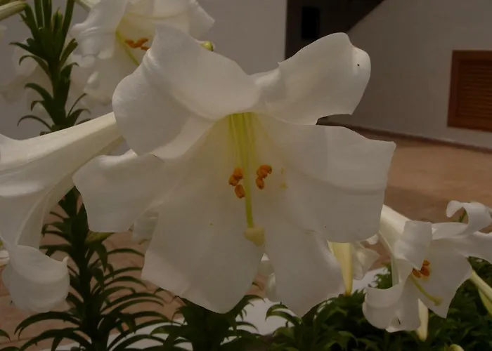 Διαμέρισμα Maria